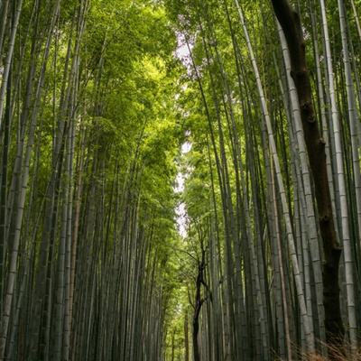 降龙十巴掌手游下载